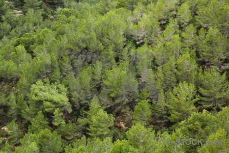 Tree green texture.