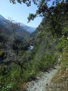 Tree mountain annapurna sanctuary trek himalayan nepal.