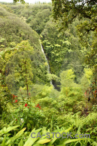 Tree rainforest forest green.