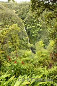 Tree rainforest green.