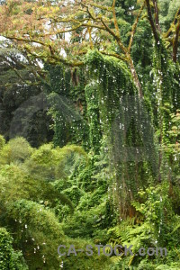 Tree rainforest green forest.