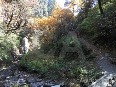 Tree river trek asia path.