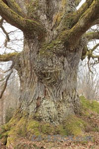 Tree root single.