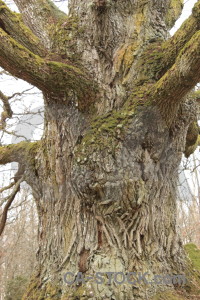 Tree single root.