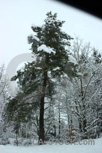Tree single white winter snow.