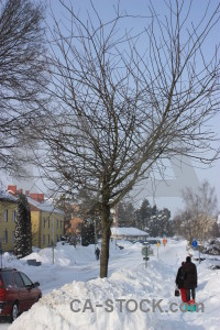 Tree snow single winter.