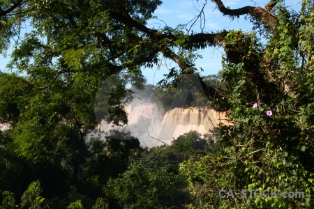 Tree unesco iguassu falls river iguazu.