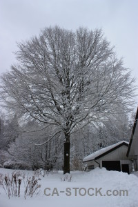 Tree white winter snow single.