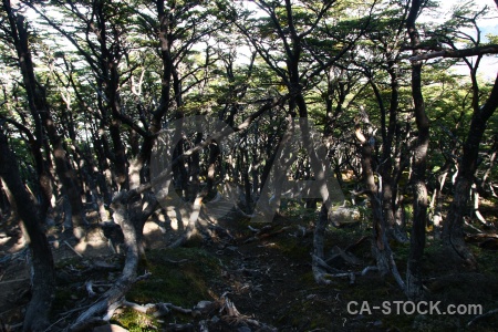 Trek rock forest patagonia tree.