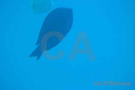 Underwater animal cyan fish blue.