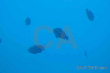 Underwater blue animal fish.