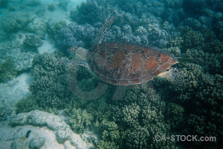 Underwater coral reef green turtle.