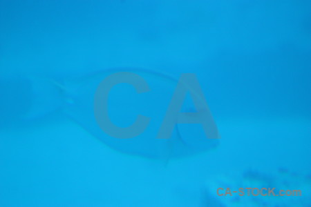 Underwater cyan blue.
