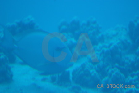 Underwater cyan blue animal fish.