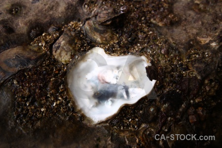Unesco vinh ha long oyster island asia.