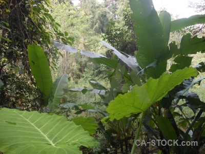 Vegetation laos luang prabang leaf asia.