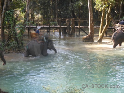 Vegetation person bridge elephant laos.