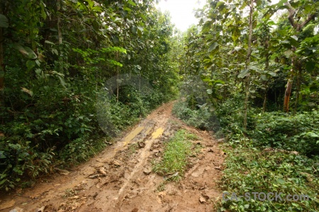 Vegetation southeast asia mud trek laos.