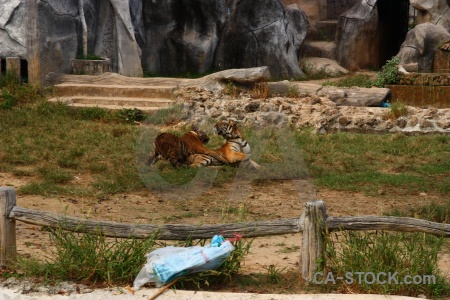 Wat pa luangta maha bua yannasampanno tiger grass pha luang ta southeast asia.