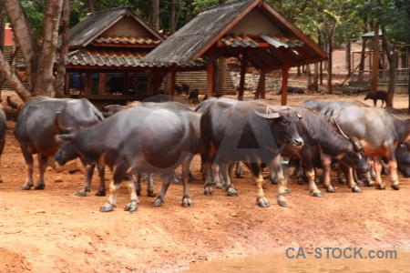 Wat pha luang ta bua water buffalo thailand tiger temple southeast asia.