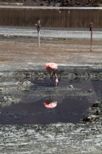 Water altitude mud salt flamingo.