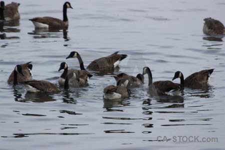 Water animal aquatic bird pond.