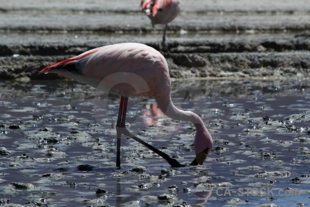 Water animal bird andes laguna hedionda.
