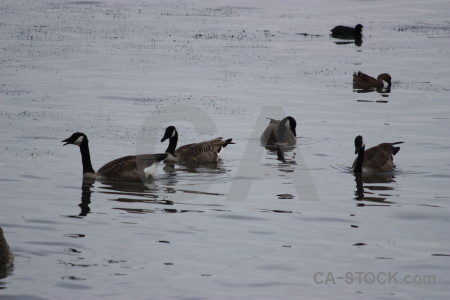 Water aquatic bird animal pond.