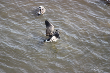 Water aquatic bird pond animal.