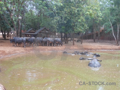 Water buffalo animal tiger temple wat pa luangta maha bua yannasampanno pool.
