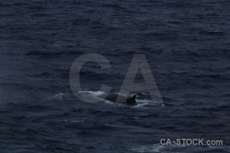 Water drake passage animal sea whale.