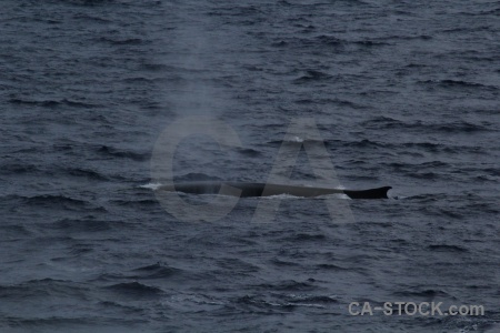Water drake passage antarctica cruise animal whale.