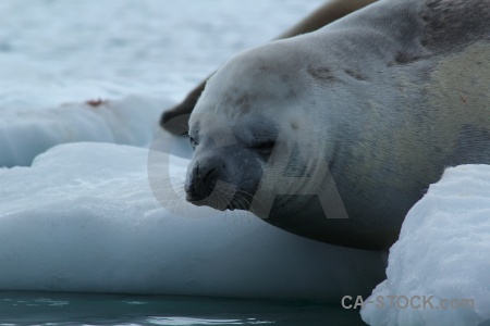 Water iceberg south pole antarctic peninsula animal.