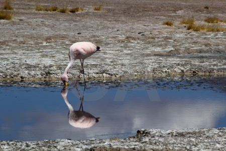 Water mud flamingo bird andes.