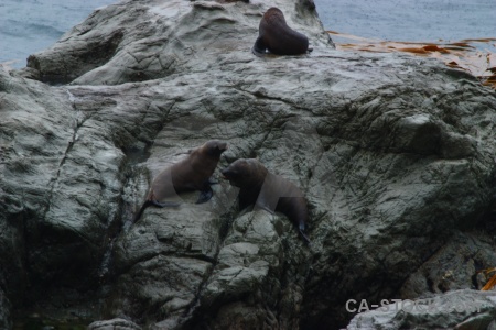 Water new zealand animal seal sea.