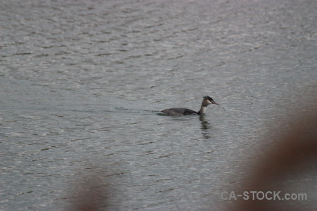 Water pond animal aquatic bird.