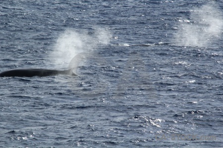 Water sea spray whale day 4.
