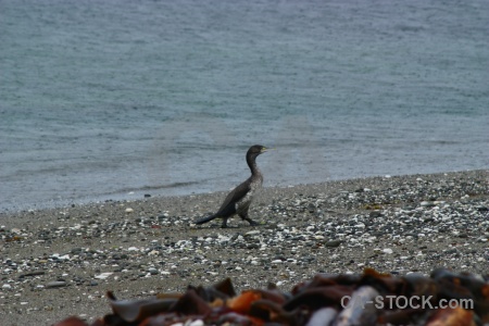 Water south island sea stone bird.