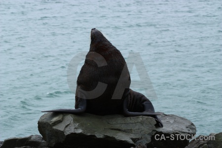 Water south island seal rock animal.