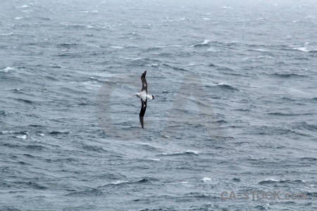 Water tierra del fuego archipelago drake passage albatross antarctica cruise.