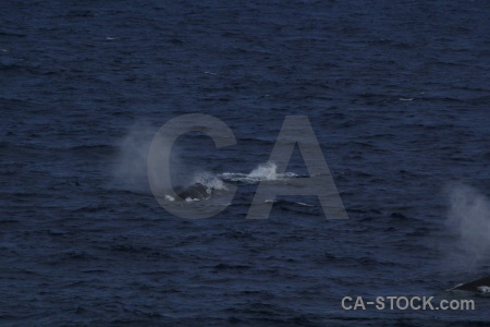 Water whale antarctica cruise drake passage sea.