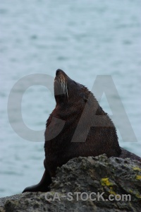 Water whisker south island rock seal.