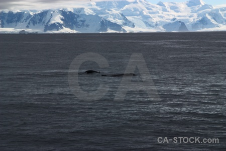 Whale animal day 6 antarctica cruise ice.