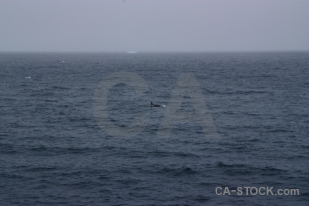 Whale antarctica cruise water antarctic peninsula south pole.