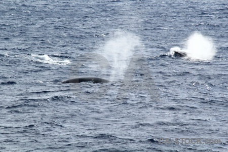 Whale day 4 spray sea antarctica cruise.