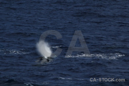Whale drake passage animal spray day 4.