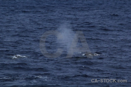 Whale sea drake passage antarctica cruise day 4.