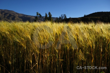 Wheat altitude andes colca valley tree.
