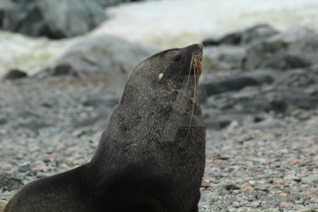 Whisker seal animal antarctic peninsula day 6.