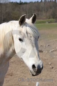 White animal horse.